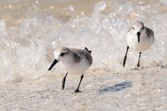 Small image of Two sanderlines move away from the shoreline as the water comes in.