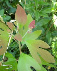 Small image of Smaller sassafras leaves that are a reddish-pink color next to larger green leaves all growing from a branch,