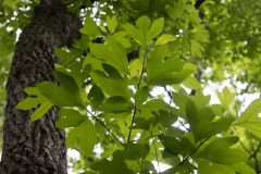 Small image of Green sassafras leaves growing during summer.