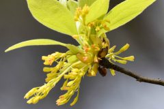 Small image of Close up of greenish-yellow flowers beginning to bloom with green leaves around them.