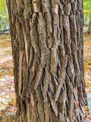 Small image of Sassafras tree trunk with reddish-brown and deeply ridged bark.