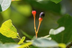 Small image of Close up of dark berry emerge from a red stalk.