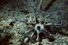 Small image of A hairy sea cucumber, with a thick, ring-shaped center and seven large, branching tentacles coming out from all sides. It is on the bottom of a body of water. The photo is all in dark browns and grays.