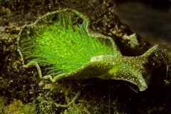 Small image of An emerald sea slug with a flat, green, leaflike body with wrinkles. Its head has a pointy structure on each side and there are light spots all over.
