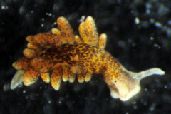 Small image of A dusky sea slug, vibrant orange on top and paler underneath, with darker brown markings. The body shape has two antenna shapes coming off of the head and club-shaped growths of different sizes coming off of the sides.