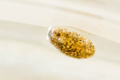 Small image of A translucent limpet nudibranch with orange and black dots visible inside.