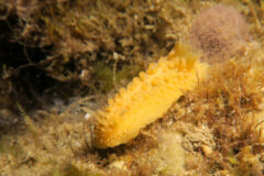 Small image of A long, yellow rough-back nudibranch, surrounded by underwater foliage. It has rows of growths of different lengths all over its body.