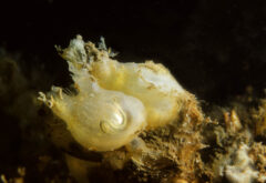 Small image of Two offwhite rounded blogs with two siphons protruding from each. There's a rough yellow texture unevenly distributed on them and a snakelike thing structure on the body of one. They are growing on a reef.