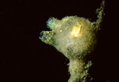 Small image of A sea squirt with yellow to green-gray coloration and two notable protrusions on the top left. It also has a structure extending down from its central body and a smaller bit at the top right.