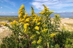 Small image of Seaside goldenrods in bloom with blue sky and sandy shore in the background.