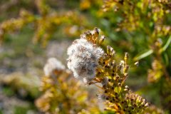 Small image of A closeup on the top of a seaside goldenrod plant with fuzzy seedheads visible as well as buds.