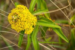 Small image of Closeup from the top of a flowerhead of seaside golderod with many blooming flowers. Pointy green leaves stick out from the base.