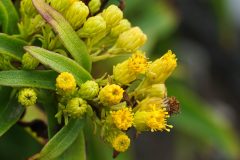 Small image of A closeup on the blossoms of a seaside goldenrod with some in different stages of development.