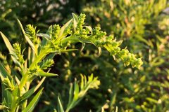 Small image of A curved stem of seaside goldenrod with pointy leaves.