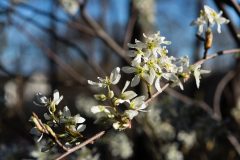 Small image of A branch with several clusters of shadbush flowers on it.