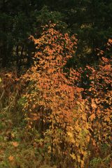 Small image of A shadbush tree in shades of yellow and orange. The larger trees visible behind it still have green leaves.