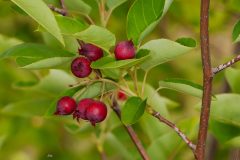 Small image of Closeup on a cluster of six shadbush berries, on the end of a branch with green leaves around them.