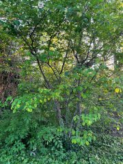 Small image of A shadbush shrub with green leaves surrounded by shorter foliage.