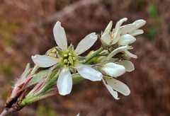 Small image of Closeup on white shadbush flowers at the end of a branch. One is fully open with several stamens visible in the center.