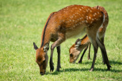 Small image of Two sika deer graze in a grassy field.