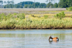 Small image of A sika deer wades up to its belly in a shallow marsh, its mouth full of vegetation pulled from beneath the water's surface.