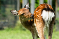 Small image of A sika deer with a white rump and white spots on its back curls its head backwards to face the photographer, nibbling on its haunch to scratch an itch.