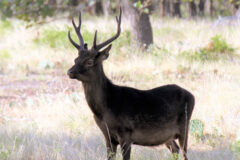 Small image of A six-point male sika deer with dark brown fur stands in a grassy meadow.