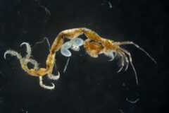 Small image of A translucent rusty skeleton shrimp. There are pale oval structures near the middle, which are the egg pouches and indicate that this is a female. It has curved claws and a long, thin, segmented body.
