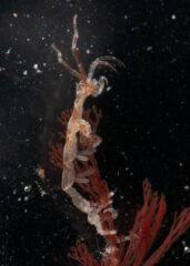 Small image of In dark water, a pale skeleton shrimp clings to the branches of a red beard sponge.