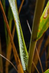 Small image of A closeup on a smooth cordgrass plant with a leaf coming off of a stalk and salt crystals visible on the leaf, facing toward the stalk.