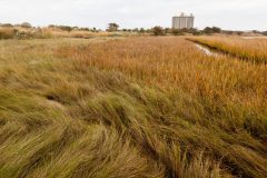 Small image of A landscape dominated by aquatic grasses with a pale gray sky and a structure in the distance. At the bottom left, greenish-tan saltmeadow cordgrass bends down while in the upper right, the smooth cordgrass has a yellow undertone and stands straight.