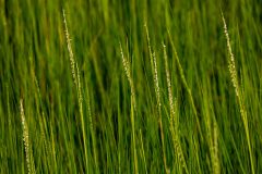 Small image of A dense area of lush, green smooth cordgrass. The grasses in the foreground have tiny white flowers in bloom.