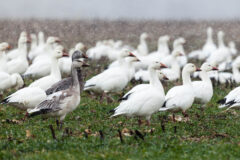 Small image of Male and female snowgeese sits in a grassy field while it rains.