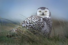 Small image of A snowy owl sits in a grass field looking protective.