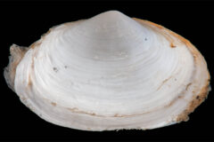 Small image of A closeup on the top view of a soft shell clam shell, highlighting its concentric circles, white to pale gray coloration, and a little brown to orange markings on a few spots. At the top is a bump indicating the hinge.