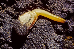 Small image of On a dark, sandy surface, a soft shell clam shell with a foot, longer than the shell, protruding from it. The foot has more of a yellow tint to it than the offwhite shell. The other end of the shell is covered with sand, obscuring where its siphones would be expected to be.