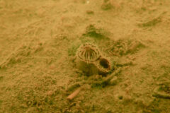 Small image of The sandy bottom of a body of water with a soft shell clam almost looking like a carnivorous plant, with two round openings surrounded by long, skinny protrusions facing both into and out of the holes.
