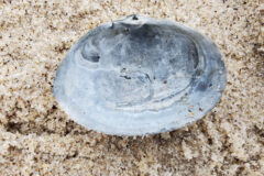 Small image of The gray underside of half of a soft shell clam shell on a sandy background.