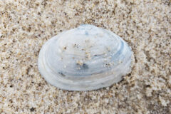 Small image of A white-to-pale-gray soft shell clam shell on a light, sandy beach. Some sand is stuck to the shell.