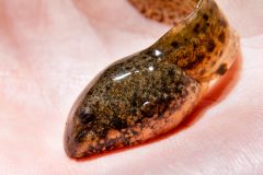 Small image of A closeup on the head of southern leopard frog tadpole on the palm of a human hand. It is very shiny and the body is flat and vertically oriented, sides vertical. It is a mottled gray color. The head is pointed at the nose.