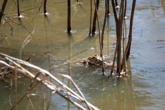 Small image of Two southern leopard frogs with heads sticking out of the water, right on top of each other with their bodies obscured underwater. There are wetland grasses in the surrounding area.