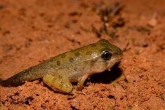 Small image of A juvenile southern leopard frog, with yellowish legs and a long tail that gets darker toward the tip. Overall it is a light olive green with some brown spots on its back.