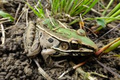 Small image of A southern leopard frog that is a bright spring green color on top down its back, but a duller olive on the sides and legs. It is crouched in a muddy area near grass.