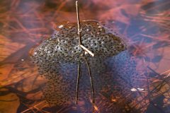 Small image of A large cluster of southern leopard frog eggs near the surface of water, clustered around a small branch. The egg sacs are translucent with dark centers.