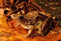 Small image of An olive green southern leopard frog with brown blotches on its legs and brown-gold eyes. The folds are visible, looking almost like ridges down the side of the frog.