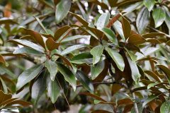 Small image of Foliage of a southern magnolia tree showing the dark green upper side and the brownish underside of the leaves.