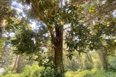 Small image of A southern magnolia tree with buds and leaves visible, along with other trees and shorter plants in the background.