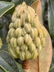 Small image of A pale green fruit of the southern magnolia, made up of many bumps that mature into the seeds.