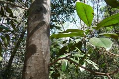 Small image of The smooth trunk of a southern magnolia with a branch and green leaves.