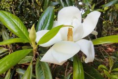 Small image of A southern magnolia blossom alongside a bud and among leaves.